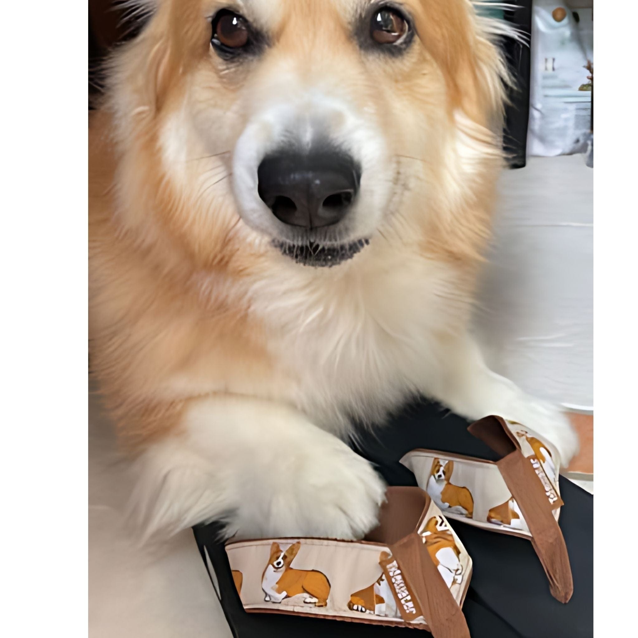 Corgis 6