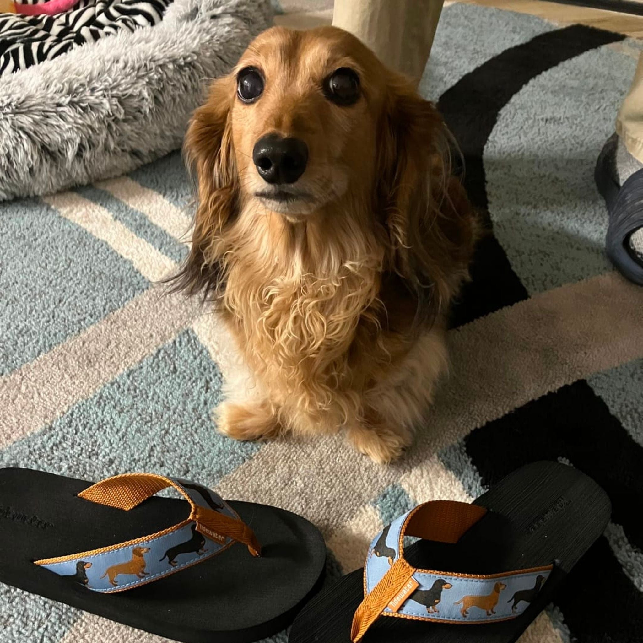 Dachshund sitting on a rug near a pair of flip-flops featuring a dog print design.
